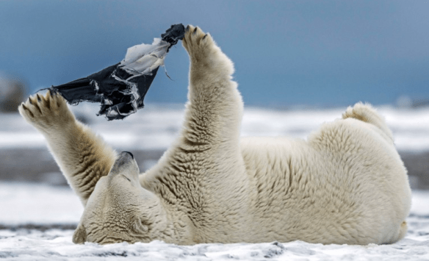 Long Day’s Journey Into Night: A Bear’s Search For Proper&nbsp;Shorts